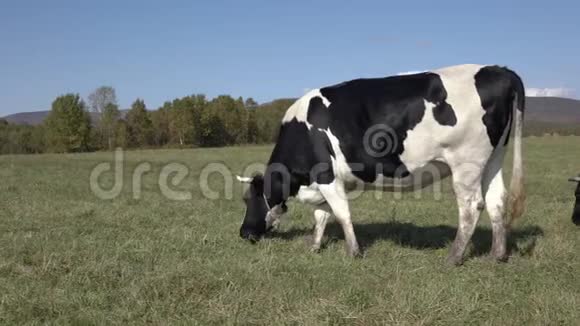 在农场里放牧的黑白奶牛在晴朗的天气里在森林和蓝天的背景下吃青草视频的预览图