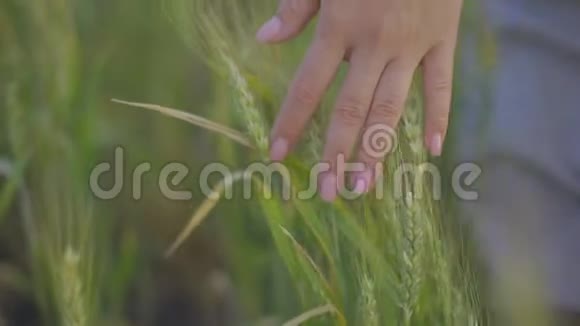 特写雌手上的青穗麦穗背景未来有机粮食作物视频的预览图