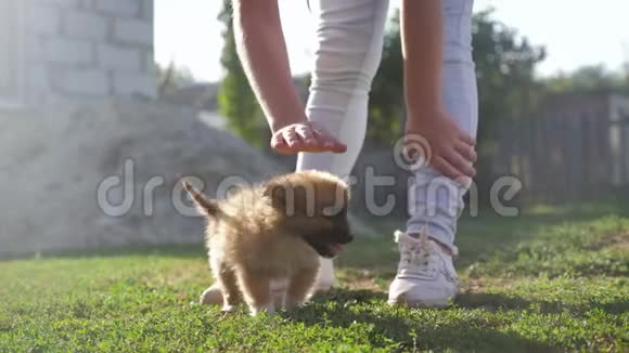 小可爱的小狗到处跑在夏天的公园里玩视频的预览图