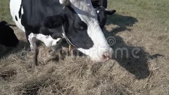 阳光明媚的一天黑白两色奶牛在农田里咀嚼干草视频的预览图
