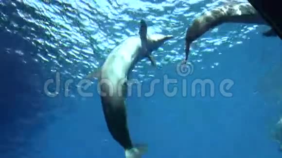 海豚6视频的预览图