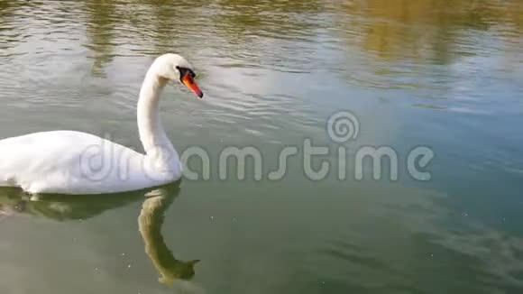 水中的一只白天鹅尾巴视频的预览图