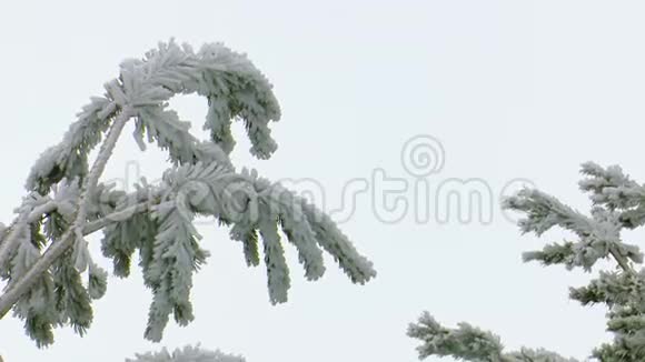 雪和完全冻结的树枝背景是灰色的天空视频的预览图