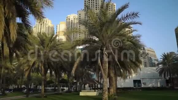 城市背景上的棕榈树视频的预览图