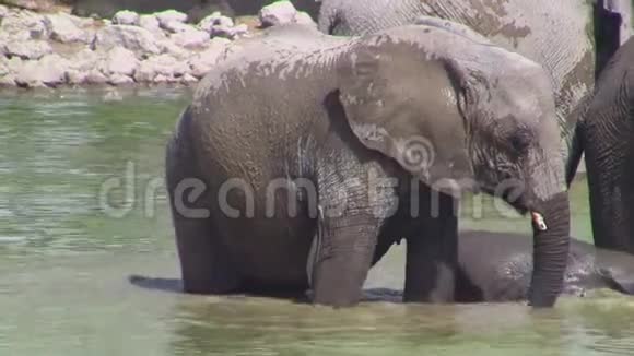 ElefantCalfBath在纳米比亚Etosha的Okaukuejo水孔视频的预览图