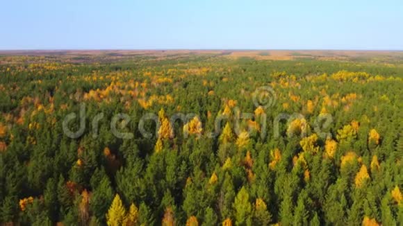 西伯利亚的混合森林和秋天的蓝天视频的预览图