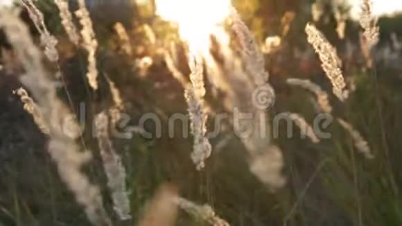 乡村高高的草地落日余晖中的野田刺眼的阳光视频的预览图