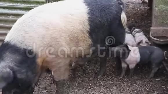 襁褓中的小猪susscrofainfalus试图从他们的母亲那里喂养视频的预览图