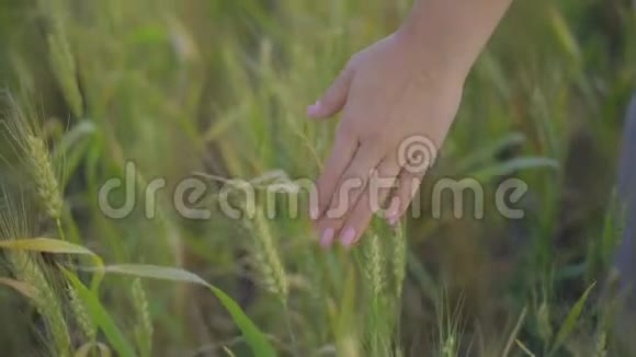 特写雌手上的青穗麦穗背景未来有机粮食作物视频的预览图