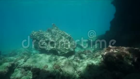 在热带海洋里看珊瑚礁的自由潜水员视频的预览图
