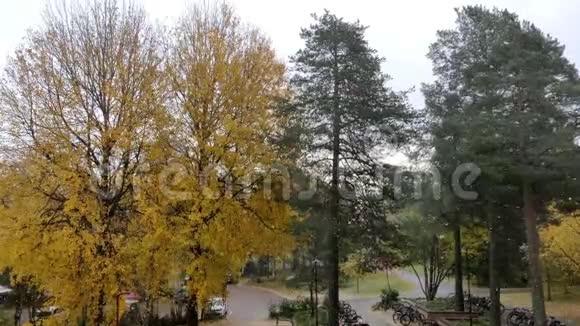 梦中的降雪4K视频在大学地面与黄叶在分枝的树视频的预览图