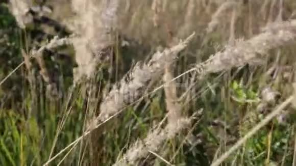 草甸长满了高草羽毛草视频的预览图