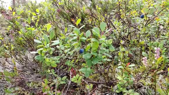 一位健康的欧洲女性在慢动作高清视频中从植物特写中捡起野生蓝莓视频的预览图