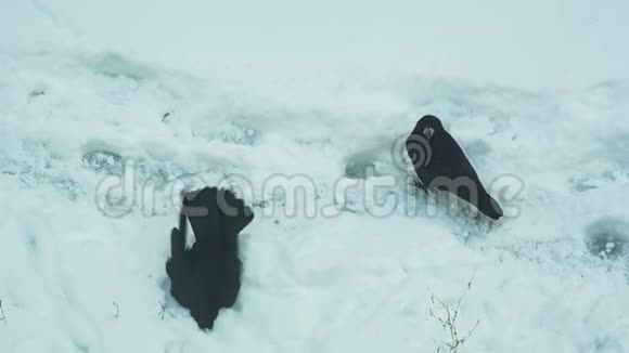 乌鸦在雪地里洗澡视频的预览图