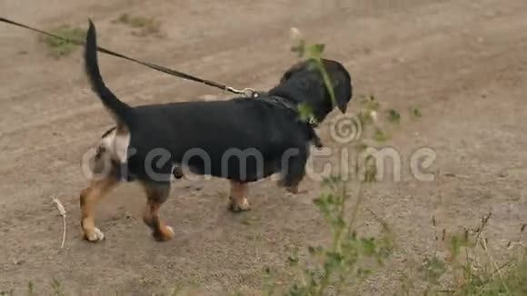 狗在皮带上行走视频的预览图