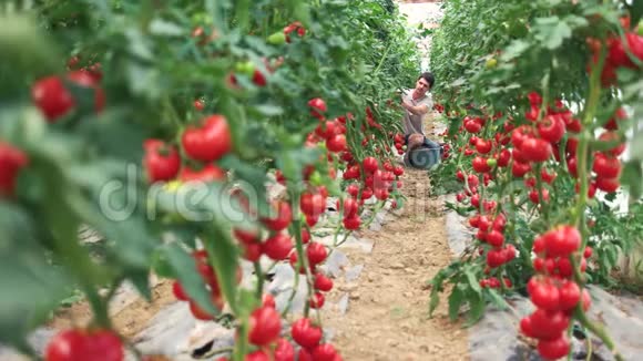 一排排生长在温室里的番茄植物视频的预览图