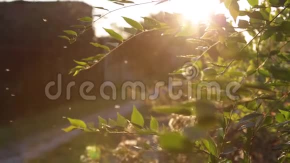 昆虫成群地在夕阳的光线下夏日之夜绿叶上耀眼的阳光蚊子视频的预览图