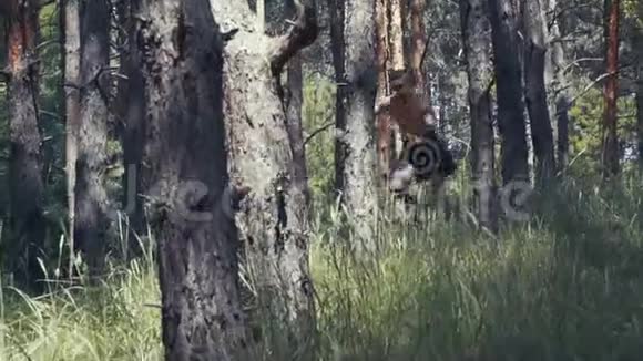 森林追逐野蛮人正在森林中追逐一个女人她反击视频的预览图