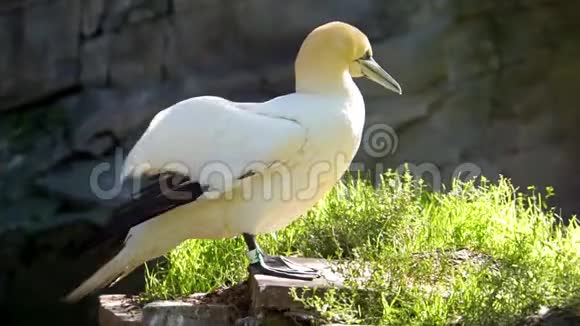 在一块岩石上特写一只北方的甘尼特鸟拍打着它干燥的翅膀来自欧洲的普通沿海鸟视频的预览图