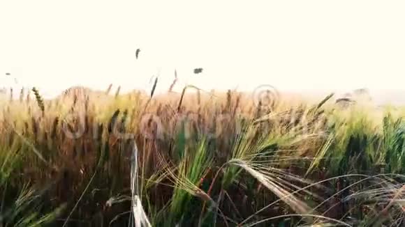 绿色小麦穗在阳光下特写视频的预览图