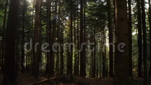野生松林在日出后美丽的阳光明媚的早晨在树间移动视频的预览图