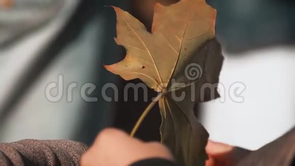 男孩的手握着五颜六色的叶子落叶秋天的幼儿秋叶在男孩手中明亮的黄色秋天视频的预览图