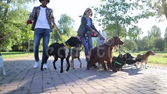 公园里有专业的狗行者和许多不同的狗视频的预览图
