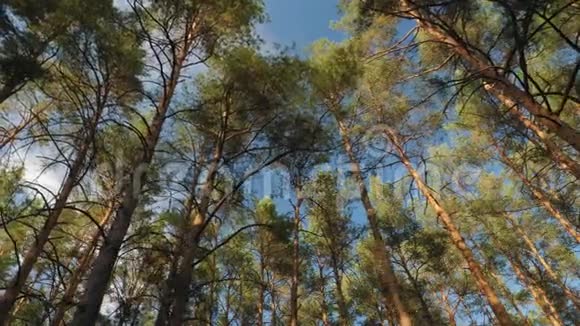 仰望森林中松树和蓝天的顶端视频的预览图