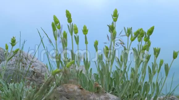 多年生草本植物金牛座铁草或铁线莲生长在山顶的石头上视频的预览图