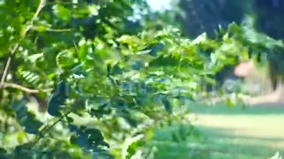 自然背景下的草地树叶树户外夏季视频的预览图