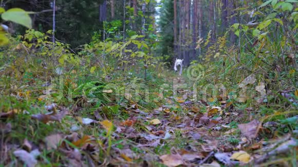 拉布拉多猎犬小狗沿着公园或森林的小径奔跑视频的预览图