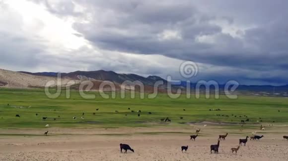 玻利维亚高原上的美洲驼视频的预览图
