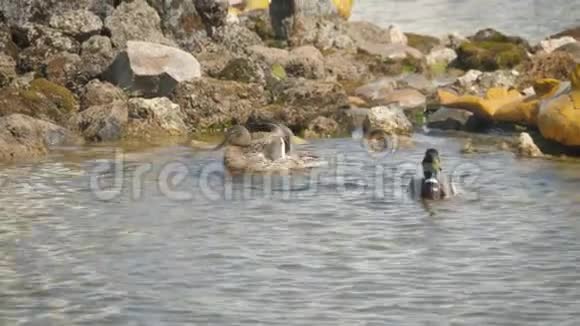 雄性和雌性野鸭在池塘上游泳视频的预览图