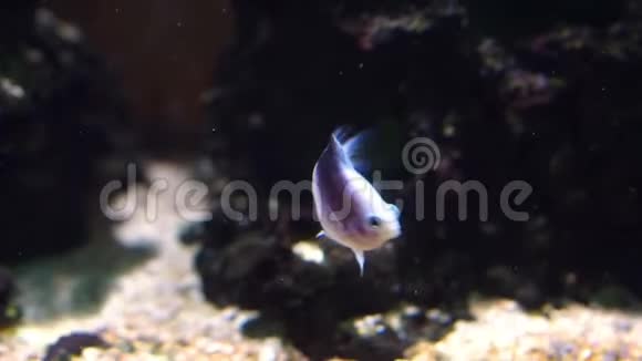 幼鱼白色鳕鱼带黑色斑点热带水族馆宠物在水下游泳视频的预览图