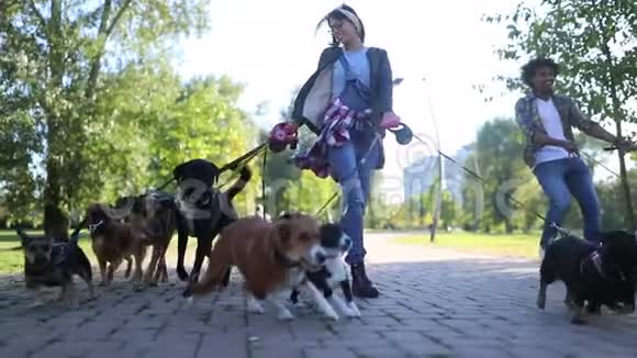 公园里有专业的狗行者和许多不同的狗视频的预览图