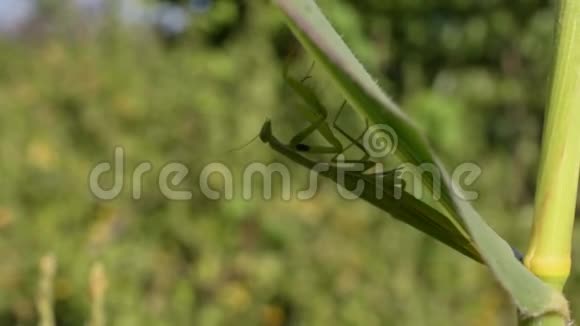 绿色螳螂视频的预览图