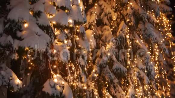 加兰灯照在圣诞树上除夕夜街道上的杉树上节日光照冬季视频的预览图