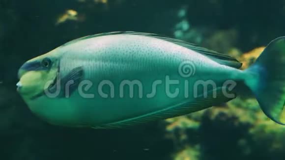 印度洋热带海洋水族馆有趣的宠物一条长吻鱼的特写镜头视频的预览图