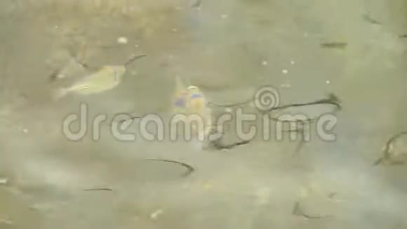 镀金的鱼带着金边在泥泞的大海里游泳东部国家视频的预览图