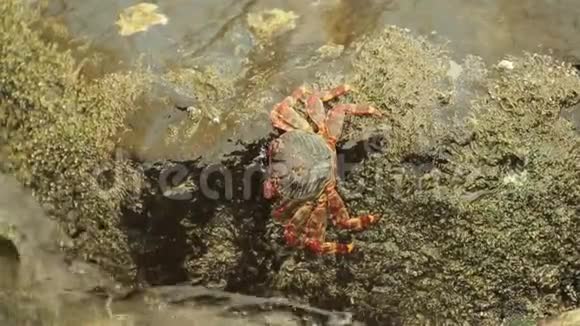 蟹在明亮光滑的石顶上走出贝壳视频的预览图