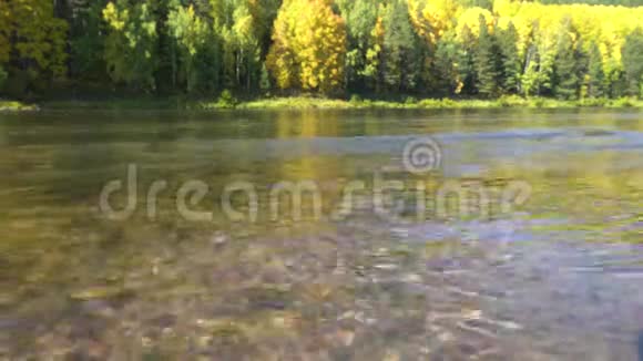 河流底部的太阳能亮点秋天森林背景下清澈透明的河水视频的预览图