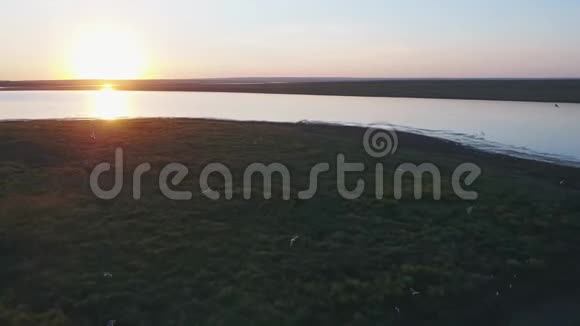 野生动物俄罗斯自然保护区鸟在河上的一个岛屿上盘旋从上面可以看到视频的预览图