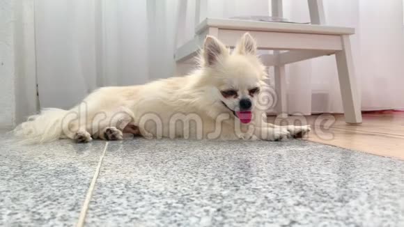 一只可爱的米色长发吉娃娃小狗躺在地板上在夏天的炎热中大量地伸出舌头视频的预览图