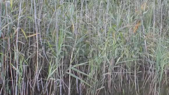 自然湖有芦苇自然之声鸟声视频的预览图