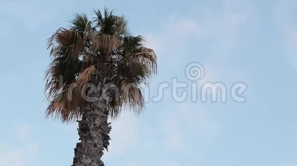 孤独的热带棕榈树对抗蓝天风中摇曳的绿色棕榈树的侧景视频的预览图