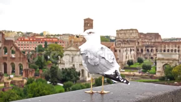 在罗马以斗兽场为背景的海鸥视频的预览图