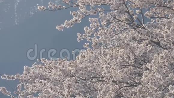 樱花树在风中飘扬视频的预览图