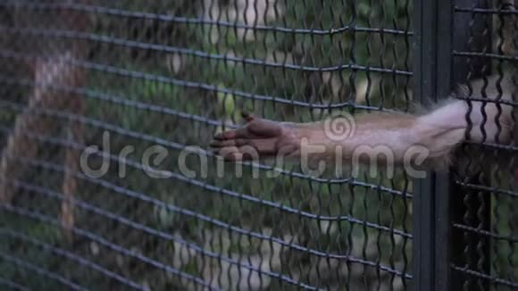 动物园的一位游客用芹菜叶子喂猴子视频的预览图