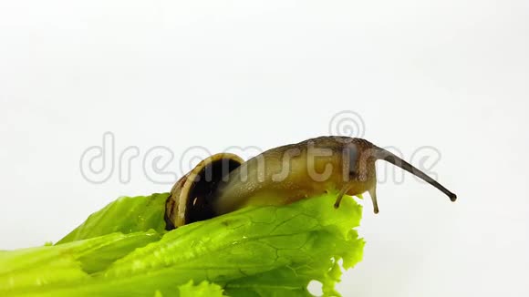 生菜叶子上的巧克力带蜗牛视频的预览图