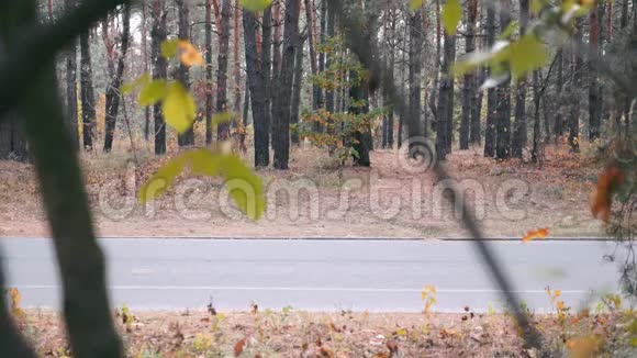 秋季城市公园空自行车路侧景秋天森林里的自行车道视频的预览图